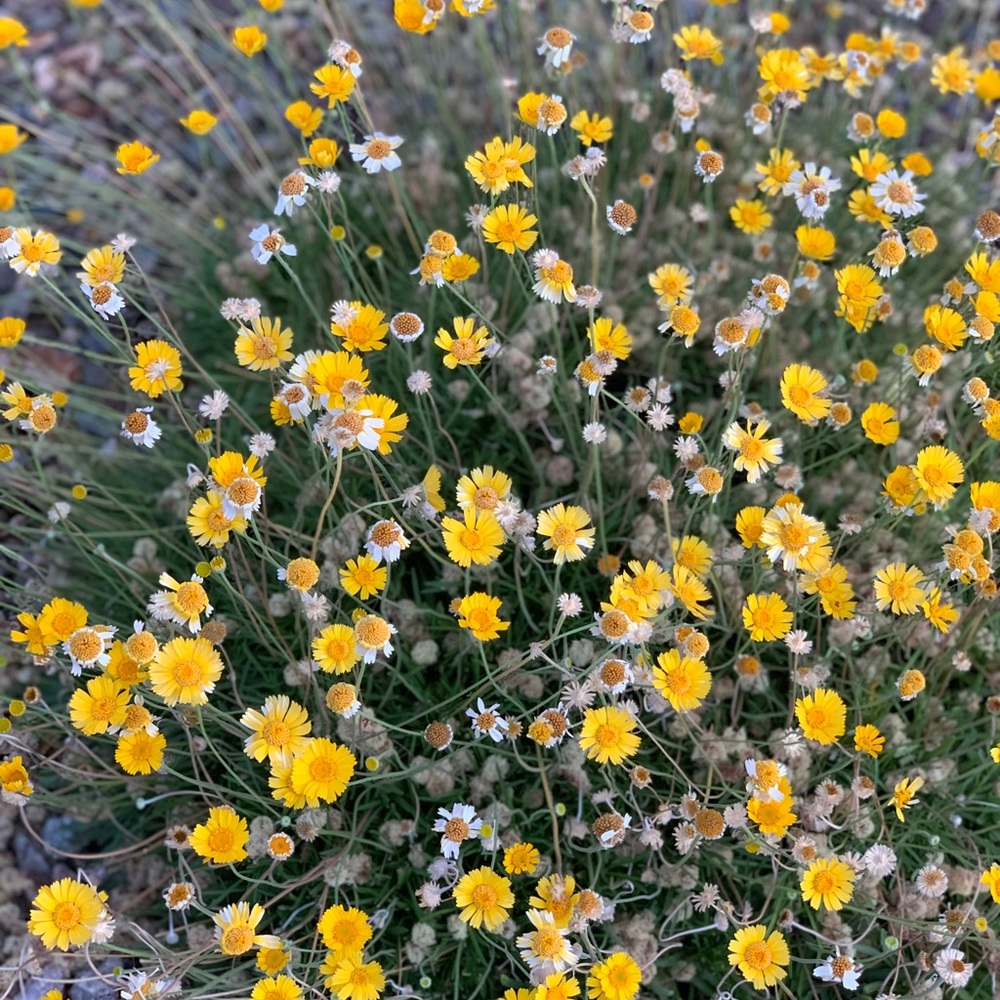 Meet your Posher, Lycheng